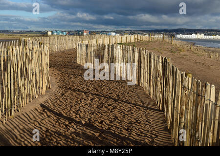 Clôtures sur les dunes de sable de Dawlish Warren réserve naturelle (en regardant vers Exmouth). Banque D'Images