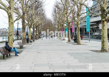 Une avenue de Londres Platanes Platanus x acerifolia sur la rive sud de Londres. Banque D'Images