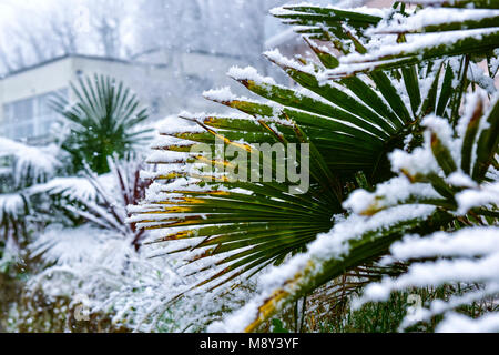 Conditions météo atypique à Cornwall avec la neige qui tombe sur Trachycarpus fortunei Palmier Chusan à Newquay Cornwall. Banque D'Images