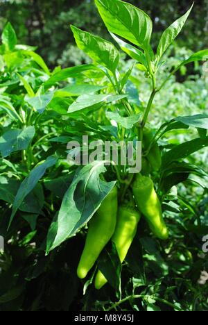 Piments bananes sur la plante dans un jardin Banque D'Images