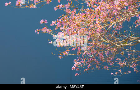 Belle Jacaranda sur les rues de Los Angeles. Grand espace pour copier une bannière, les messages promotionnels. Jacaranda est une plante de la famille des bignoniaceae. Banque D'Images
