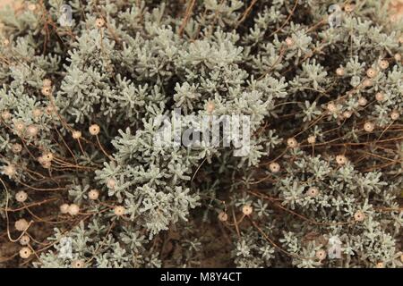 Santolina chamaecyparissus plant dans le jardin Banque D'Images