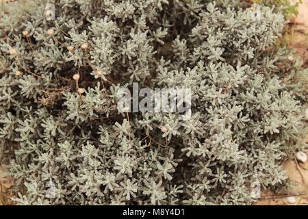 Santolina chamaecyparissus plant dans le jardin Banque D'Images