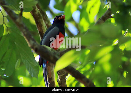 Trogon à queue schisteux sauvages (Trogon massena) assis dans un arbre dans la forêt tropicale du Parc national de Corcovado, Costa Rica sur la péninsule d'Osa à distance Banque D'Images