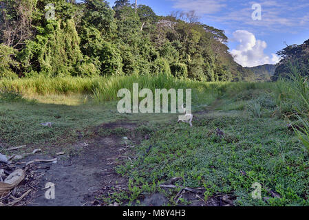 Piste envahie au coeur de la jungle du parc national de Corcovado à distance, sur la péninsule d'Osa au Costa Rica Banque D'Images