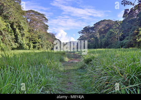 Piste envahie au coeur de la jungle du parc national de Corcovado à distance, sur la péninsule d'Osa au Costa Rica Banque D'Images