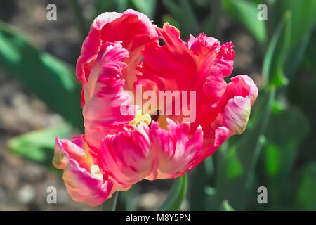 Tulip Apricot Parrot (Tulipa, Liliaceae), des fleurs au printemps Banque D'Images