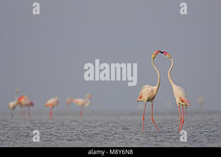 Dans l'eau ; ondiep flamingo flamant rose dans l'eau peu profonde Banque D'Images
