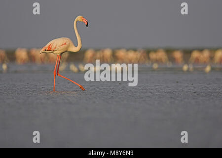Dans l'eau ; ondiep flamingo flamant rose dans l'eau peu profonde Banque D'Images