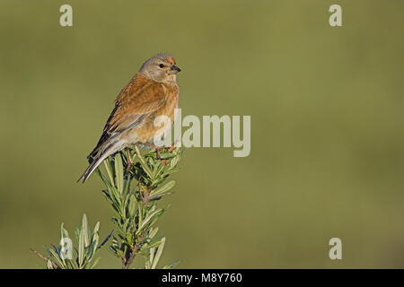 Kneu zittend op tak ; Direction générale de common Linnet Banque D'Images