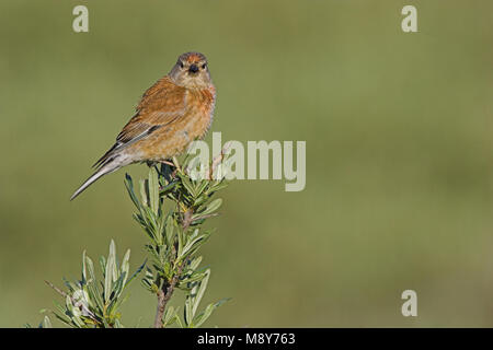 Kneu zittend op tak ; Direction générale de common Linnet Banque D'Images