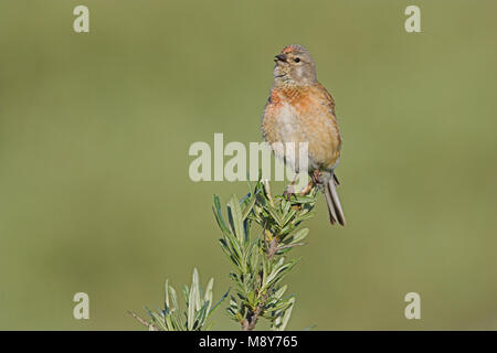 Kneu zittend op tak ; Direction générale de common Linnet Banque D'Images