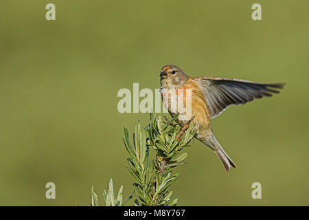 Kneu zittend op tak ; Direction générale de common Linnet Banque D'Images