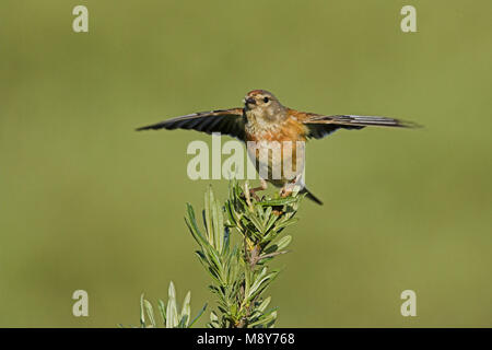 Kneu zittend op tak ; Direction générale de common Linnet Banque D'Images