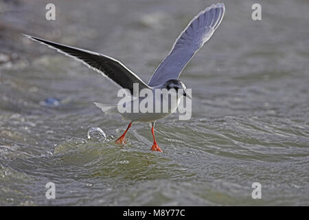 Dans Dwergmeeuw winterkleed ; Little Gull en plumage d'hiver Banque D'Images