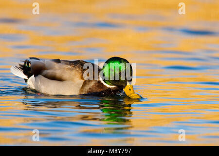 Mannetje Wilde Eend ; Canard colvert mâle Banque D'Images