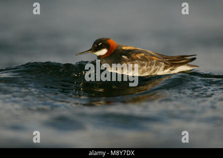 Grauwe Franjepoot zwemmend ; Red-necked phalarope de natation Banque D'Images