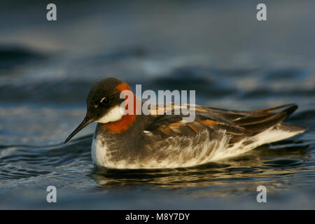 Grauwe Franjepoot zwemmend ; Red-necked phalarope de natation Banque D'Images