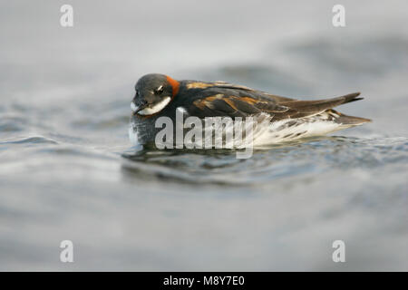 Grauwe Franjepoot zwemmend ; Red-necked phalarope de natation Banque D'Images