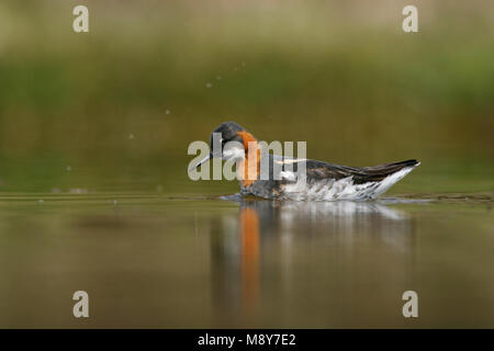 Grauwe Franjepoot zwemmend ; Red-necked phalarope de natation Banque D'Images