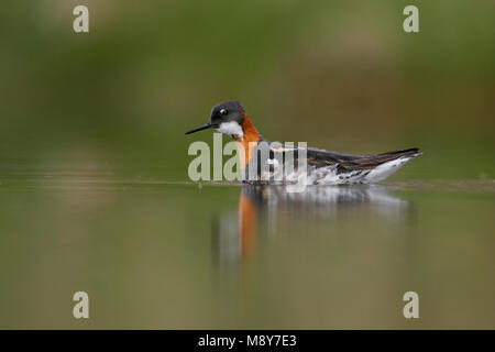 Grauwe Franjepoot zwemmend ; Red-necked phalarope de natation Banque D'Images