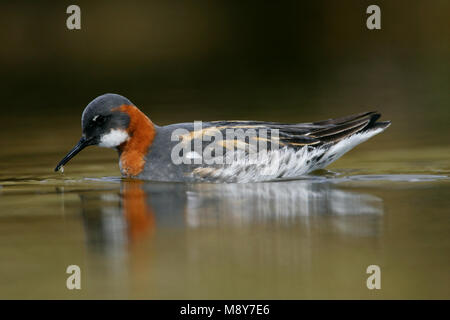 Grauwe Franjepoot zwemmend ; Red-necked phalarope de natation Banque D'Images