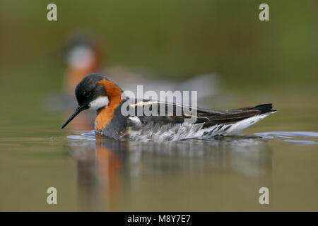 Grauwe Franjepoot zwemmend ; Red-necked phalarope de natation Banque D'Images