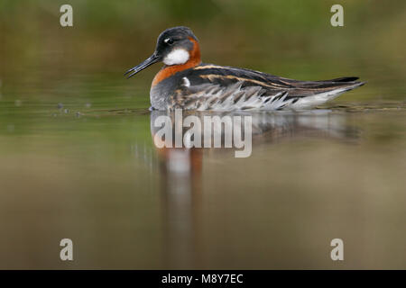 Grauwe Franjepoot zwemmend ; Red-necked phalarope de natation Banque D'Images