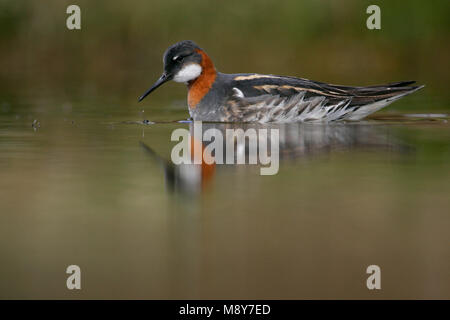 Grauwe Franjepoot zwemmend ; Red-necked phalarope de natation Banque D'Images