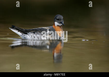 Grauwe Franjepoot zwemmend ; Red-necked phalarope de natation Banque D'Images