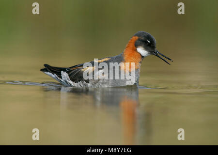 Grauwe Franjepoot zwemmend ; Red-necked phalarope de natation Banque D'Images