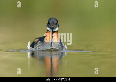 Grauwe Franjepoot zwemmend ; Red-necked phalarope de natation Banque D'Images