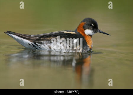 Grauwe Franjepoot zwemmend ; Red-necked phalarope de natation Banque D'Images