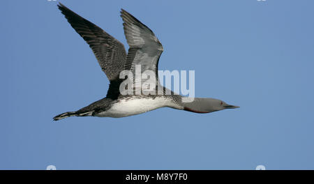 Dans zomerkleed Roodkeelduiker Vliegende ; Flying Plongeon catmarin plumage en été Banque D'Images