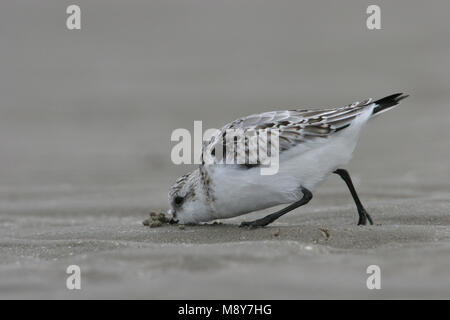 Juveniele Drieteenstrandloper foeragerend ; nourriture Sanderling Juvénile Banque D'Images