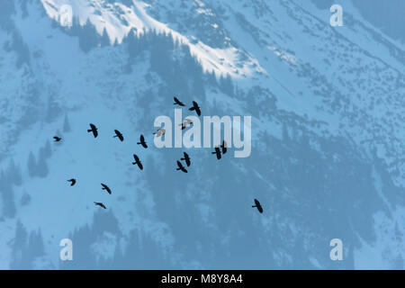 Alpine Chough Pyrrhocorax graculus - Alpendohle - ssp. graculus, Allemagne Banque D'Images