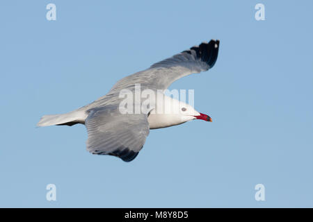 D'Audouin - Korallenmöwe - Larus audouinii, Espagne (Majorque), adulte Banque D'Images