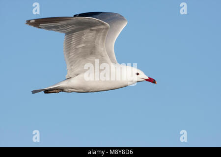 D'Audouin - Korallenmöwe - Larus audouinii, Espagne (Majorque), adulte Banque D'Images