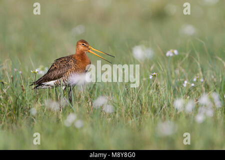 Barge à queue noire - Limosa limosa - Uferschnepfe ssp. limosa, Pologne, adulte, homme, plumage nuptial Banque D'Images