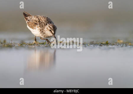 Faucon kobez - Sumpfläufer - Limicola falcinellus, Oman, 1er cy Banque D'Images