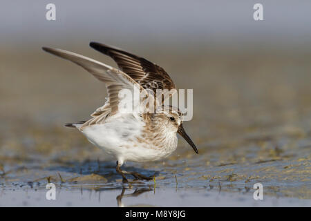 Faucon kobez - Sumpfläufer - Limicola falcinellus, Oman, 2e cy Banque D'Images