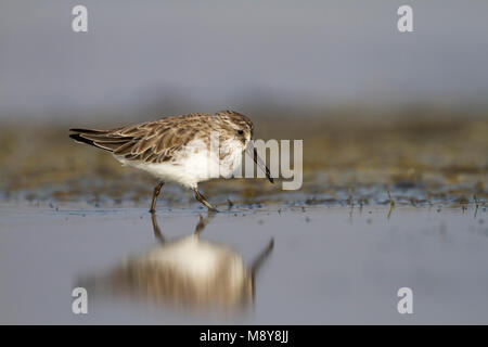 Faucon kobez - Sumpfläufer - Limicola falcinellus, Oman, 2e cy Banque D'Images