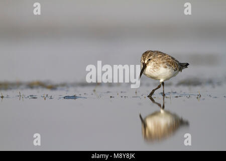 Faucon kobez - Sumpfläufer - Limicola falcinellus, Oman, 2e cy Banque D'Images