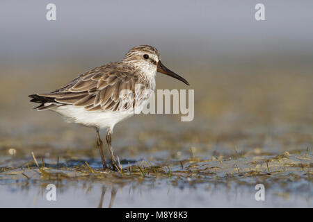 Faucon kobez - Sumpfläufer - Limicola falcinellus, Oman, 2e cy Banque D'Images