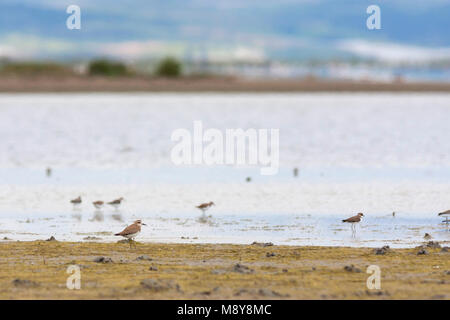 Caspian Plover Charadrius asiaticus - Wermutregenpfeifer -, la Turquie, adulte Banque D'Images