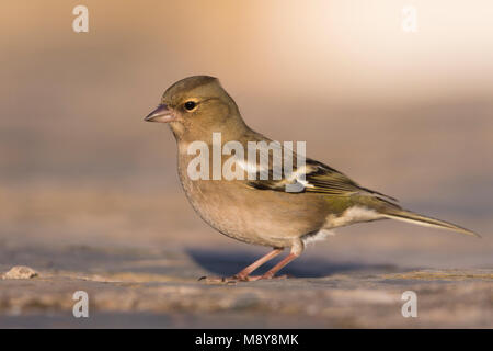 - Chaffinch Buchfink - Fringilla coelebs ssp. coelebs, Espagne, femme Banque D'Images