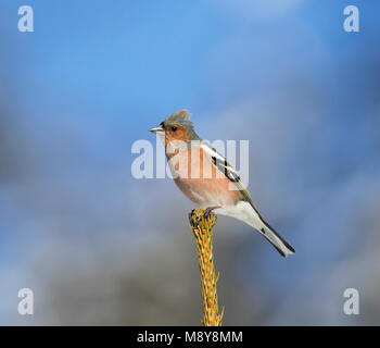 - Chaffinch Buchfink - Fringilla coelebs ssp. coelebs, l'Autriche, l'homme adulte Banque D'Images