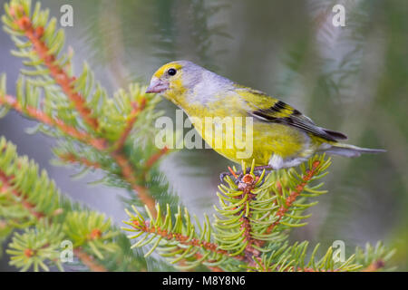 - Zitronengirlitz Venturon Carduelis citrinella -, l'Autriche, des profils Banque D'Images