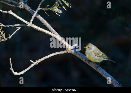 - Zitronengirlitz Venturon Carduelis citrinella -, Espagne Banque D'Images