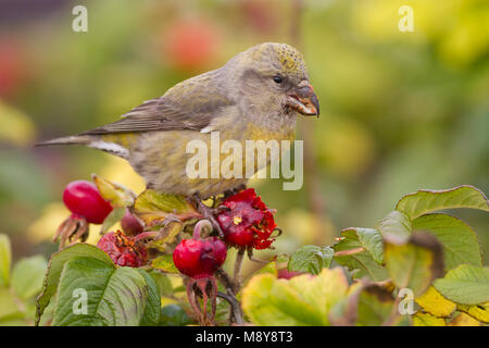 Bec-croisé des sapins communs - Fichtenkreuzschnabel - Loxia curvirostra ssp. curvirostra, Allemagne, femelle adulte, tapez C 'Glip' Bec-croisé des sapins Banque D'Images